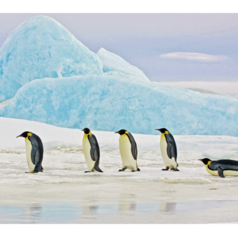 380445_famozny-obraz-penguins-malovany-na-kvalitne-tvrdene-sklo 380445_famozny-obraz-penguins-malovany-na-kvalitne-tvrdene-sklo